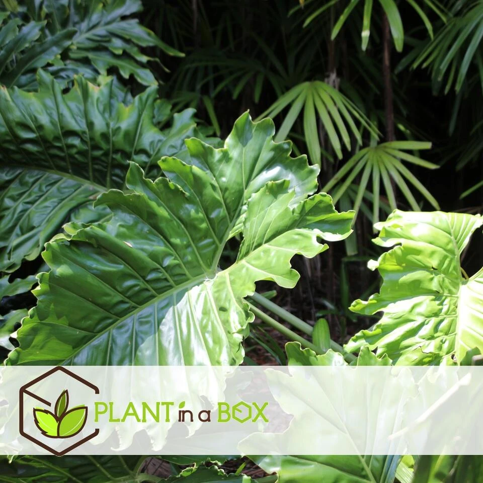 Alocasia 'Portodora' - XXL Groene Kamerplant - Pot 32cm - Hoogte 110-120cm - Afbeelding 4