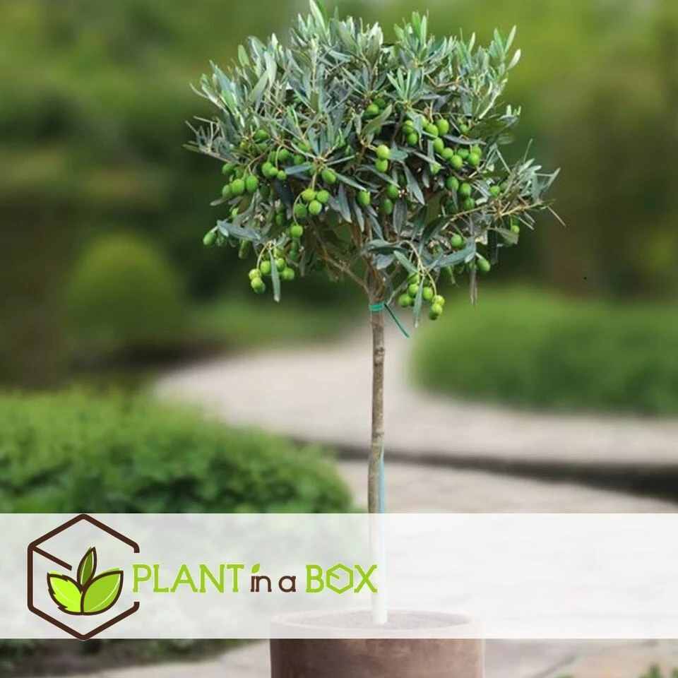 Olea Europaea - Winterharde Olijfboom Op Stam - Pot 17cm - Hoogte 60-70cm - Afbeelding 2