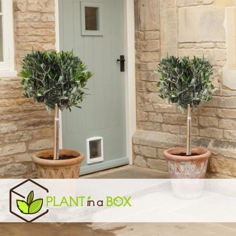 Olea Europaea - Winterharde Olijfboom Op Stam - Pot 17cm - Hoogte 60-70cm - Afbeelding 3