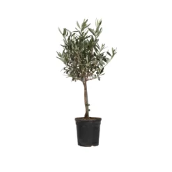 Olea Europaea - Winterharde Olijfboom Op Stam - Pot 17cm - Hoogte 60-70cm