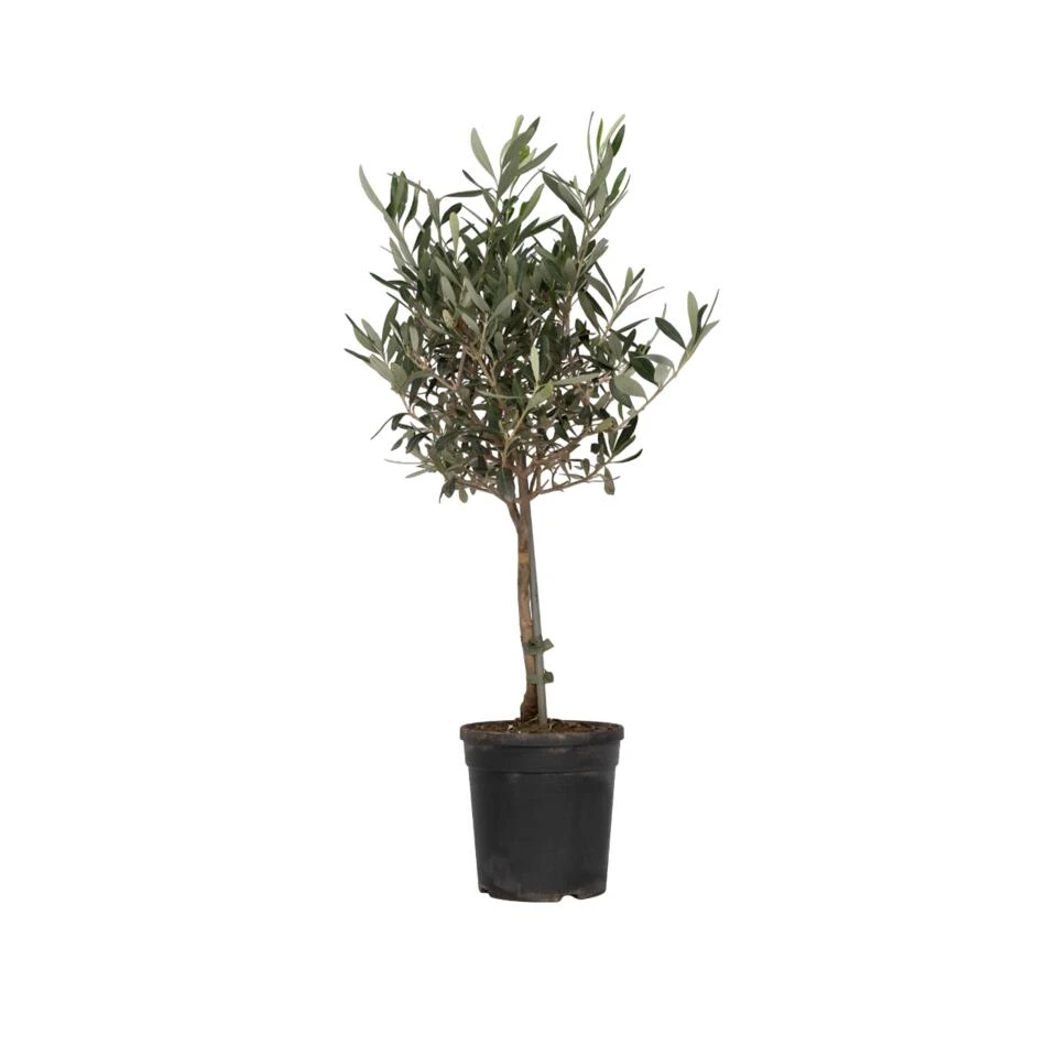 Olea Europaea - Winterharde Olijfboom Op Stam - Pot 17cm - Hoogte 60-70cm