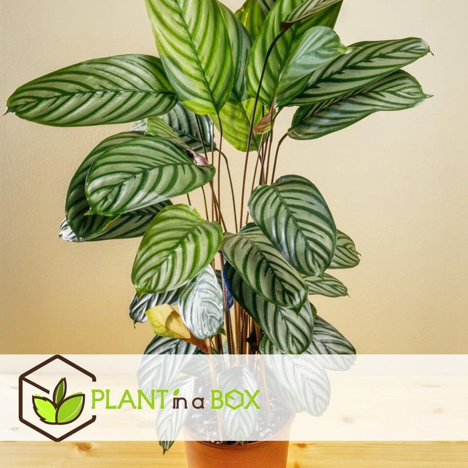Calathea Oppenheimiana - Licht Paarse Bladeren - Pot 27cm - Hoogte 120-130cm - Afbeelding 2