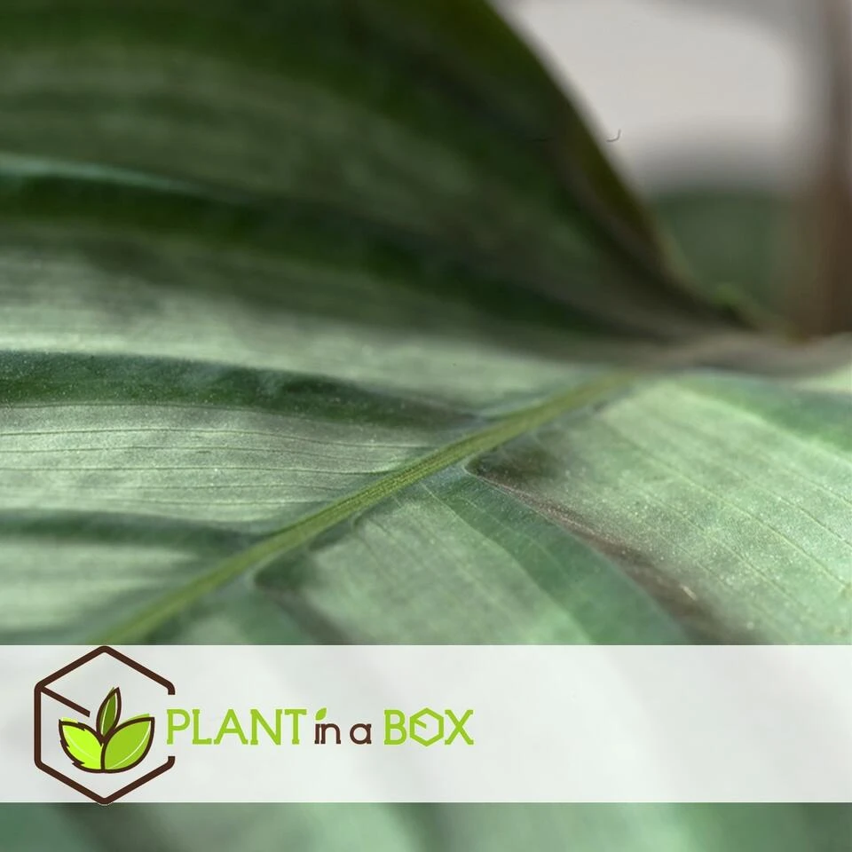Calathea Oppenheimiana - Licht Paarse Bladeren - Pot 27cm - Hoogte 120-130cm - Afbeelding 4