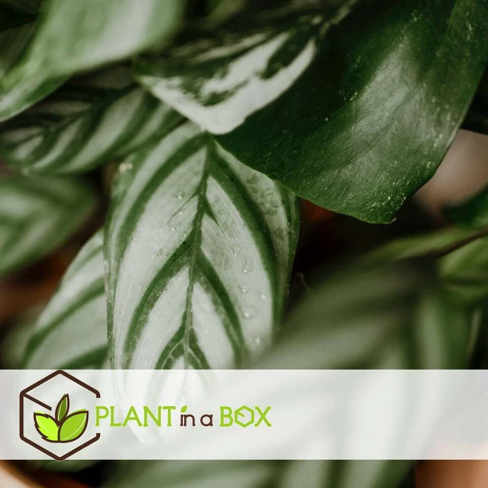 Calathea Oppenheimiana - Licht Paarse Bladeren - Pot 27cm - Hoogte 120-130cm - Afbeelding 3