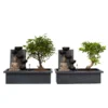 Bonsai Boompje Met Easy-care Watersysteem - Set Van 2 - Buddha - Hoogte 25-35cm
