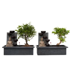Bonsai Boompje Met Easy-care Watersysteem - Set Van 2 - Buddha - Hoogte 25-35cm