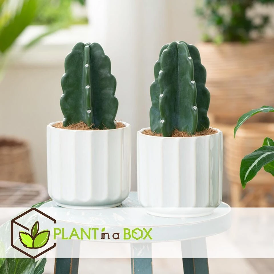 Cereus Jamacaru - Cactus "Cuddly" - Set Van 2 - Pot 12cm - Hoogte 25-30cm - Afbeelding 2