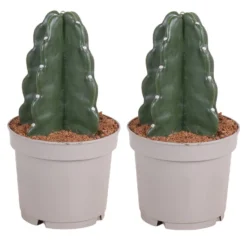 Cereus Jamacaru - Cactus "Cuddly" - Set Van 2 - Pot 12cm - Hoogte 25-30cm
