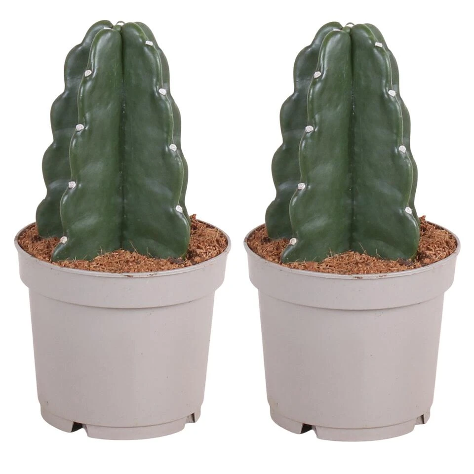Cereus Jamacaru - Cactus "Cuddly" - Set Van 2 - Pot 12cm - Hoogte 25-30cm