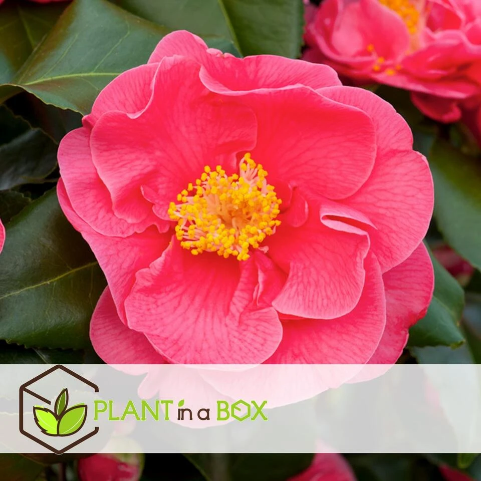 Camellia Japonica "Dr. King" - Japanse Roos - Pot 15cm - Hoogte 50-60cm - Afbeelding 2