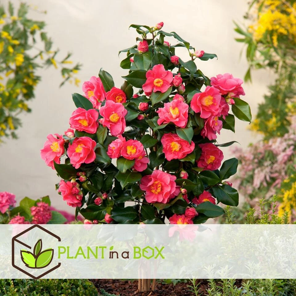 Camellia Japonica "Dr. King" - Japanse Roos - Pot 15cm - Hoogte 50-60cm - Afbeelding 3