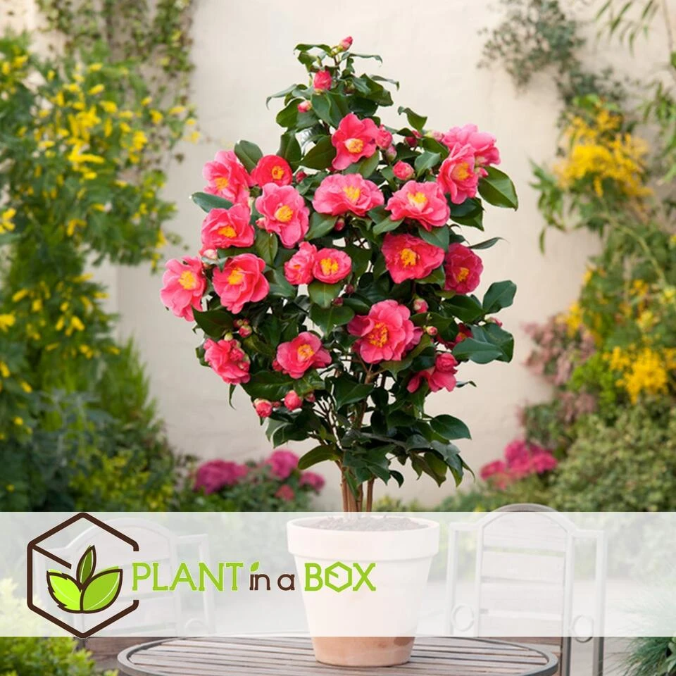 Camellia Japonica "Dr. King" - Japanse Roos - Pot 15cm - Hoogte 50-60cm - Afbeelding 4