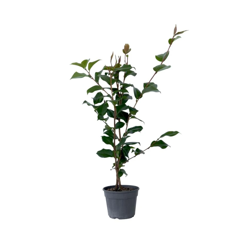 Camellia Japonica "Dr. King" - Japanse Roos - Pot 15cm - Hoogte 50-60cm