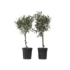 Olea Europaea - Set Van 2 - Olijfboom Op Stam - Pot 14cm - Hoogte 45-55cm