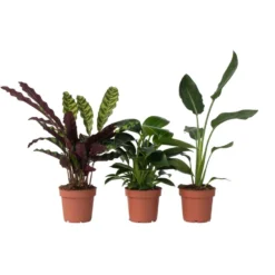 Tropische Kamerplanten - Mix Van 3 - Pot 12cm - Hoogte 25-40cm
