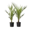 Phoenix Canariensis - Set Van 2 - Dadelpalm - Pot 15cm - Hoogte 50-60cm
