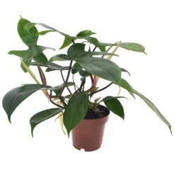 Philodendron Florida Green - Pot 12cm - Hoogte 20-30cm