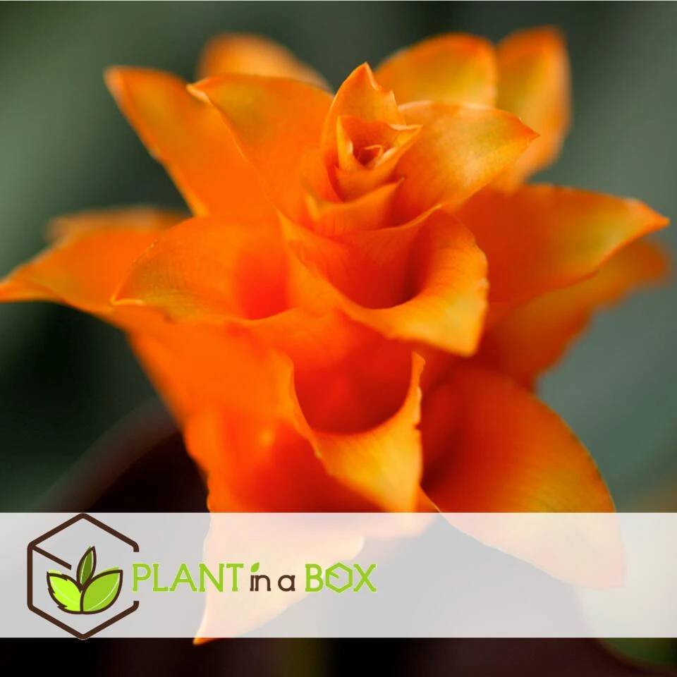 Calathea Crocata - Luchtzuiverend - Pot 14cm - Hoogte 40-50cm - Afbeelding 2