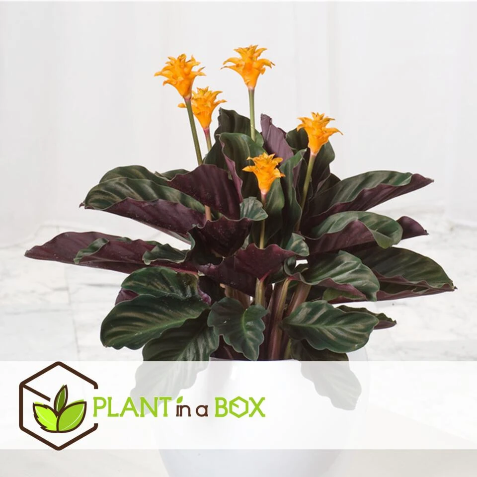 Calathea Crocata - Luchtzuiverend - Pot 14cm - Hoogte 40-50cm - Afbeelding 4