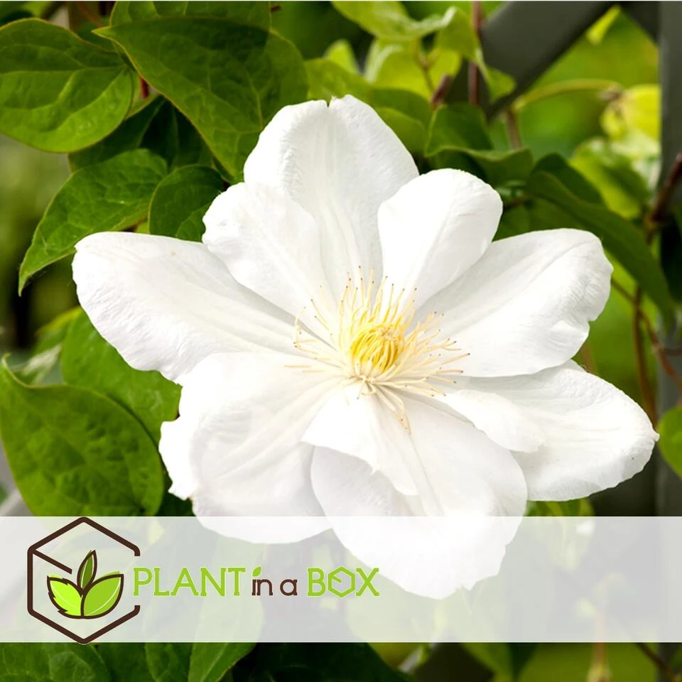 Clematis - Set Van 3 - Tuinplant - Wit - Klimplant - Pot 9cm - Hoogte 25-40cm - Afbeelding 2