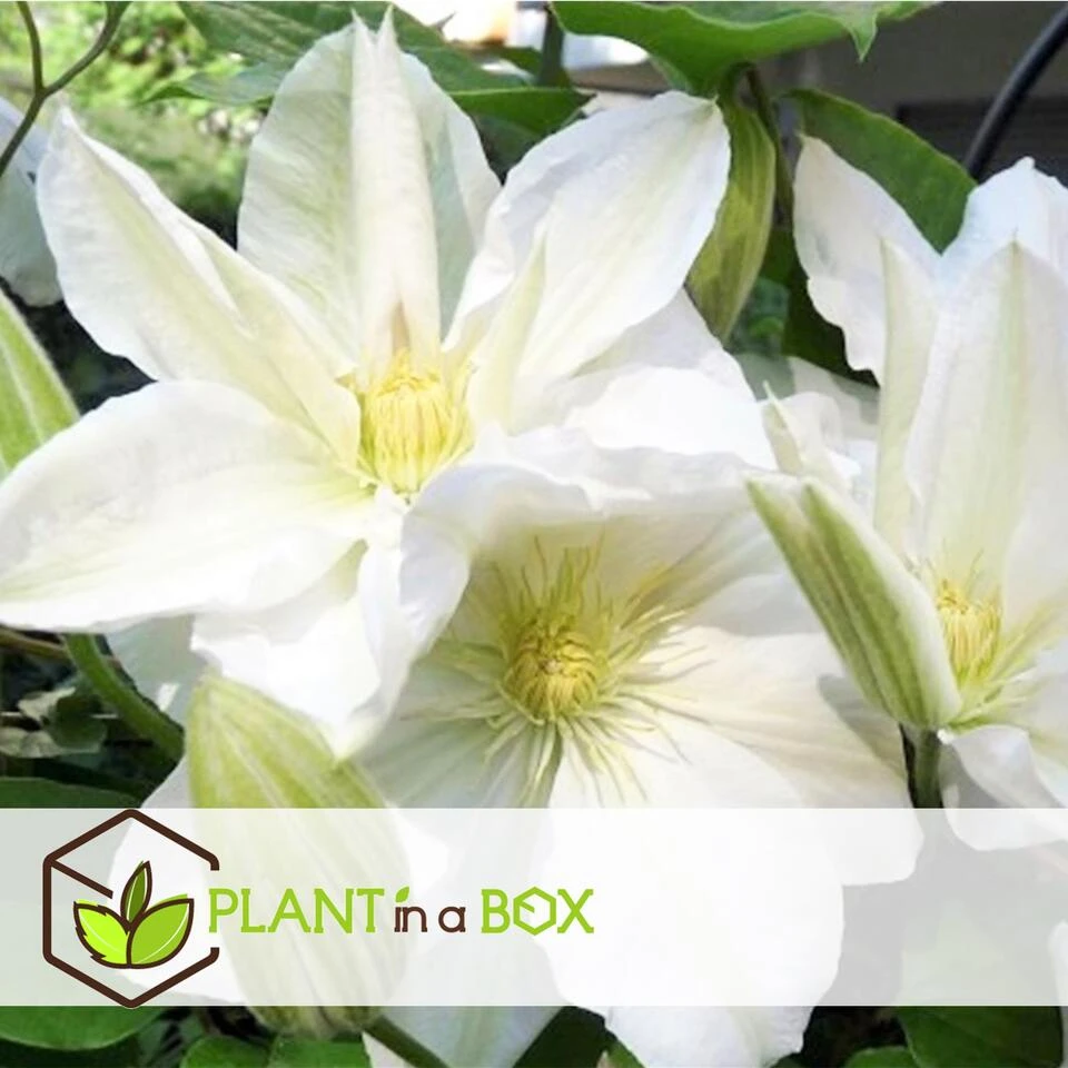 Clematis - Set Van 3 - Tuinplant - Wit - Klimplant - Pot 9cm - Hoogte 25-40cm - Afbeelding 3