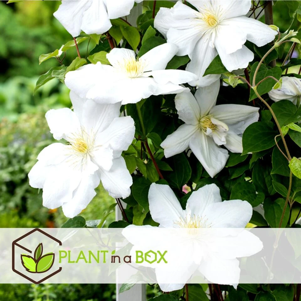 Clematis - Set Van 3 - Tuinplant - Wit - Klimplant - Pot 9cm - Hoogte 25-40cm - Afbeelding 4