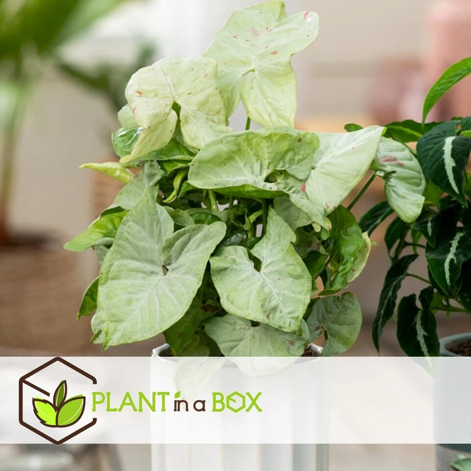 Syngonium Milk Confetti - Set Van 2 - Pot 12cm - Hoogte 20-30cm - Afbeelding 4