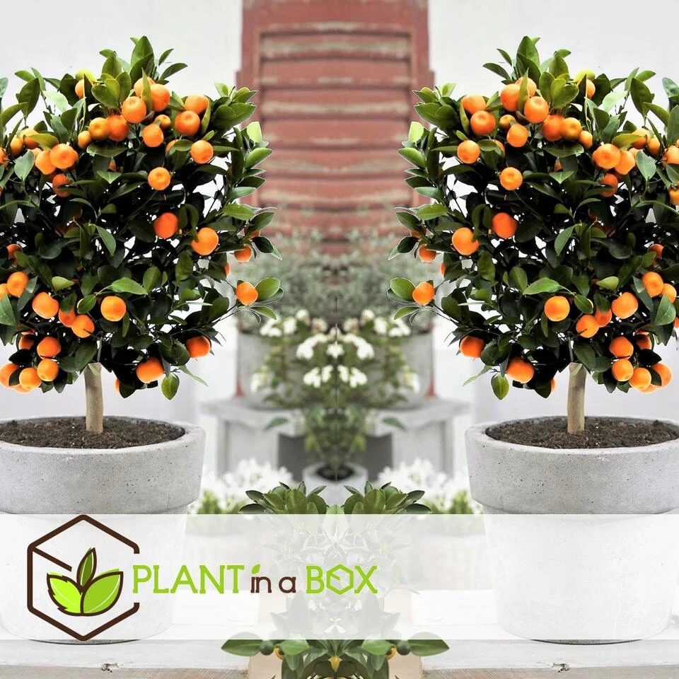 Citrus Mix - Set Van 6 - Citrus Fruitbomen - Pot 9cm - Hoogte 25-40cm - Afbeelding 2