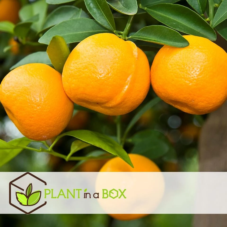 Citrus Mix - Set Van 6 - Citrus Fruitbomen - Pot 9cm - Hoogte 25-40cm - Afbeelding 3