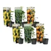 Citrus Mix - Set Van 6 - Citrus Fruitbomen - Pot 9cm - Hoogte 25-40cm