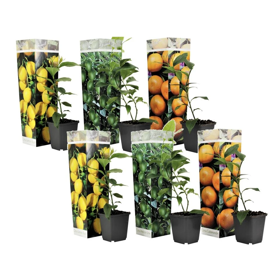 Citrus Mix - Set Van 6 - Citrus Fruitbomen - Pot 9cm - Hoogte 25-40cm