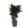 Codiaeum Variegatum 'Mrs. Iceton' - Uniek - Pot 19cm - Hoogte 60-70cm