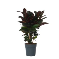 Codiaeum Variegatum 'Mrs. Iceton' - Uniek - Pot 19cm - Hoogte 60-70cm