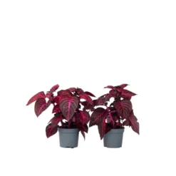Iresine Herbstii 'Red' - Set Van 2 - Biefstukplant - Pot 13cm - Hoogte 20-30cm