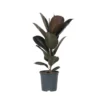 Ficus Elastica Abidjan - 'Rubberboom' - Pot 24cm - Hoogte 80-100cm