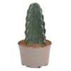 Cereus Jamacaru - Cactus "Cuddly" - Pot 18cm - Hoogte 30-35cm