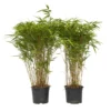 Fargesia Gansu - Set Van 4 - Niet Woekerende Bamboe - Pot 17cm - Hoogte 50-70cm