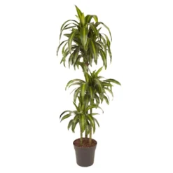 Dracaena Fragrans - 'Hawaiian Sunshine' - Pot 24cm - Hoogte 130-140cm