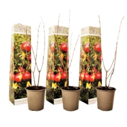 Punica Granatum - Set Van 3 - Granaatappel - Pot 9cm - Hoogte - 25-40cm