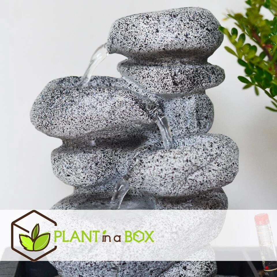 Bonsai Boom Met Easy-care Watersysteem - Set Van 2 - Zen Stenen - Hoogte 25-35cm - Afbeelding 2