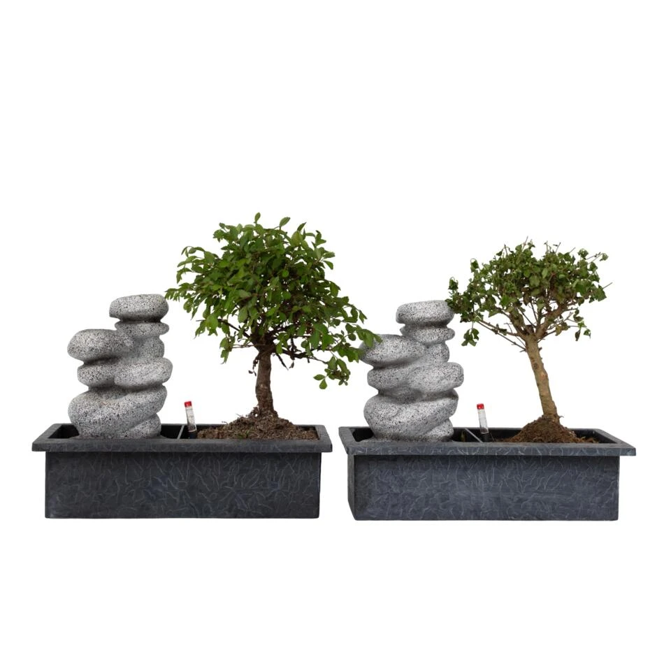Bonsai Boom Met Easy-care Watersysteem - Set Van 2 - Zen Stenen - Hoogte 25-35cm