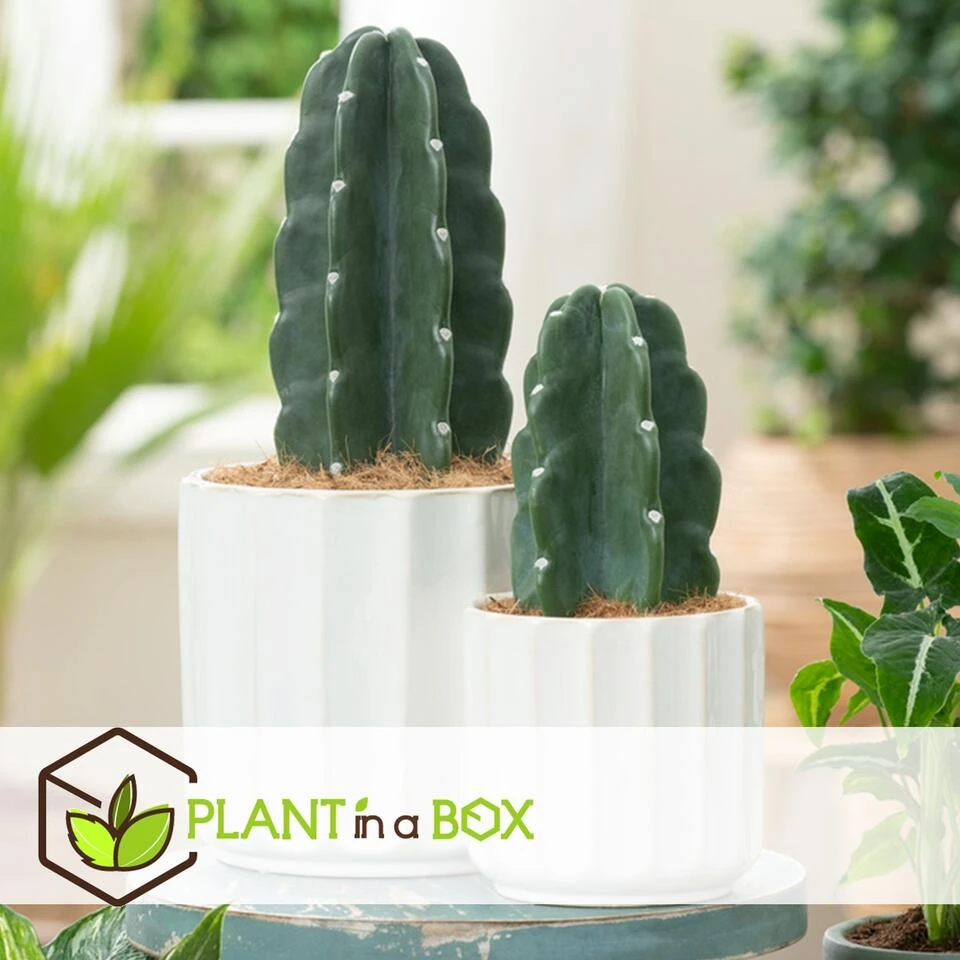 Cereus Jamacaru - Mix Van 2 - "Cuddly" Cactus - Pot 18/12cm - Hoogte 25-35cm - Afbeelding 2