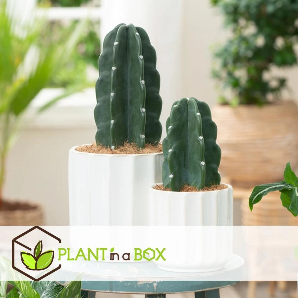 Cereus Jamacaru - Mix Van 2 - "Cuddly" Cactus - Pot 18/12cm - Hoogte 25-35cm - Afbeelding 3