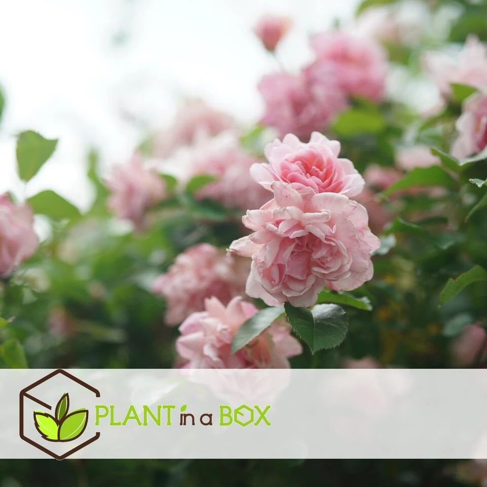 Camellia Japonica "Bonomiana" - Set De 2 - Roos - Pot 15cm - Hoogte 50-60cm - Afbeelding 2