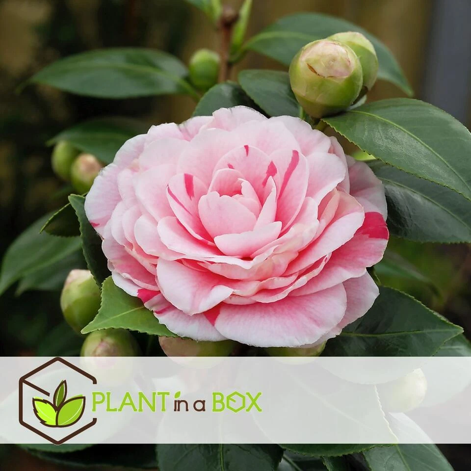 Camellia Japonica "Bonomiana" - Set De 2 - Roos - Pot 15cm - Hoogte 50-60cm - Afbeelding 3