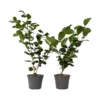 Camellia Japonica "Bonomiana" - Set De 2 - Roos - Pot 15cm - Hoogte 50-60cm