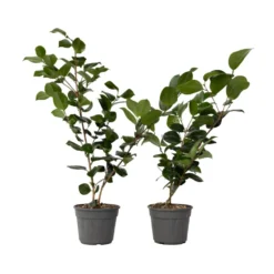 Camellia Japonica "Bonomiana" - Set De 2 - Roos - Pot 15cm - Hoogte 50-60cm