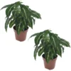 Syngonium Wendlandii - Set Van 2 - Pot 12cm - Hoogte 20-30cm