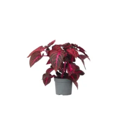 Iresine Herbstii 'Red' - Biefstukplant - Pot 13cm - Hoogte 20-30cm