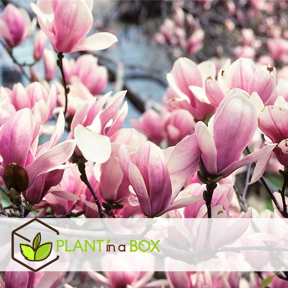 Magnolia - Mix Van 3 - Susan, Soulangeana, Stellata - Pot 9cm - Hoogte 25-40cm - Afbeelding 2